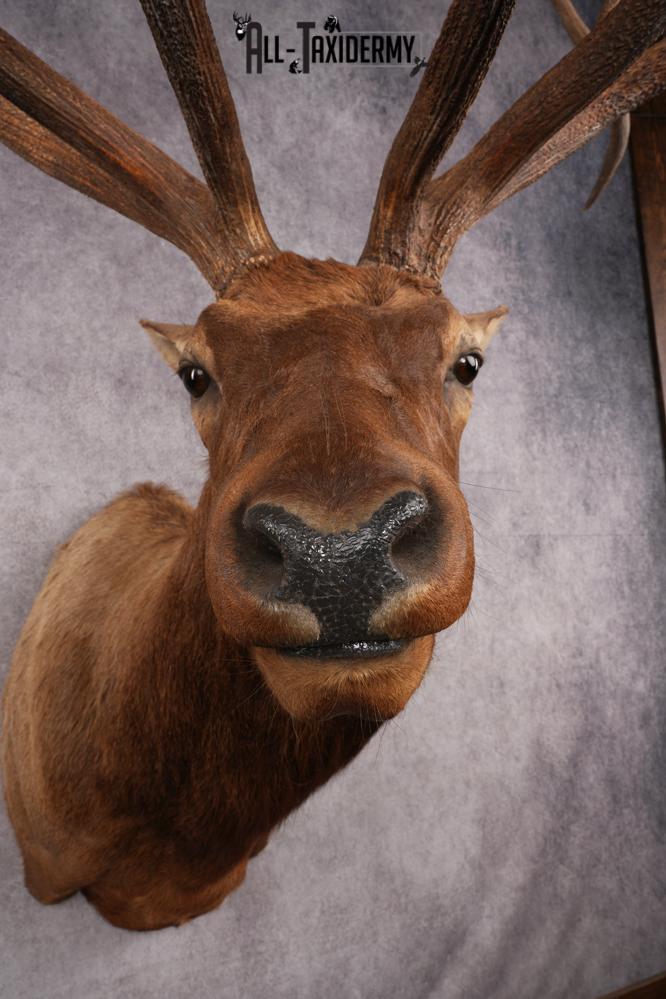 Rocky Mountain Elk Taxidermy Shoulder Mount SKU 2685 - Image 8