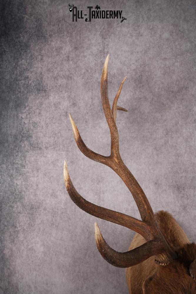 Rocky Mountain Elk Taxidermy Shoulder Mount SKU 2685 - Image 7