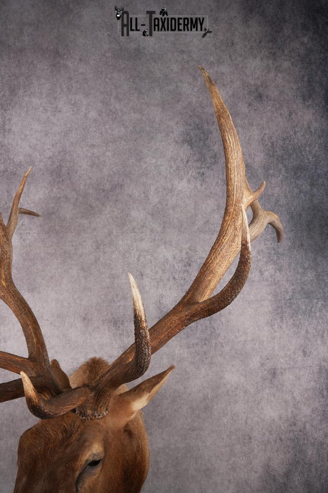 Rocky Mountain Elk Taxidermy Shoulder Mount SKU 2685 - Image 6