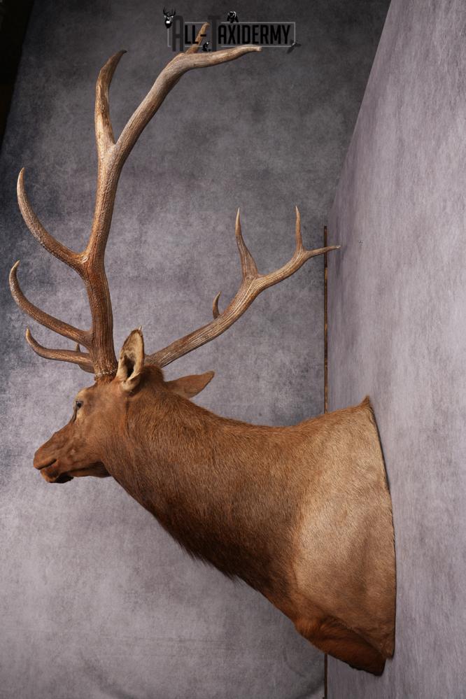 Rocky Mountain Elk Taxidermy Shoulder Mount SKU 2685 - Image 5
