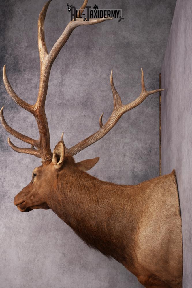Rocky Mountain Elk Taxidermy Shoulder Mount SKU 2685 - Image 4