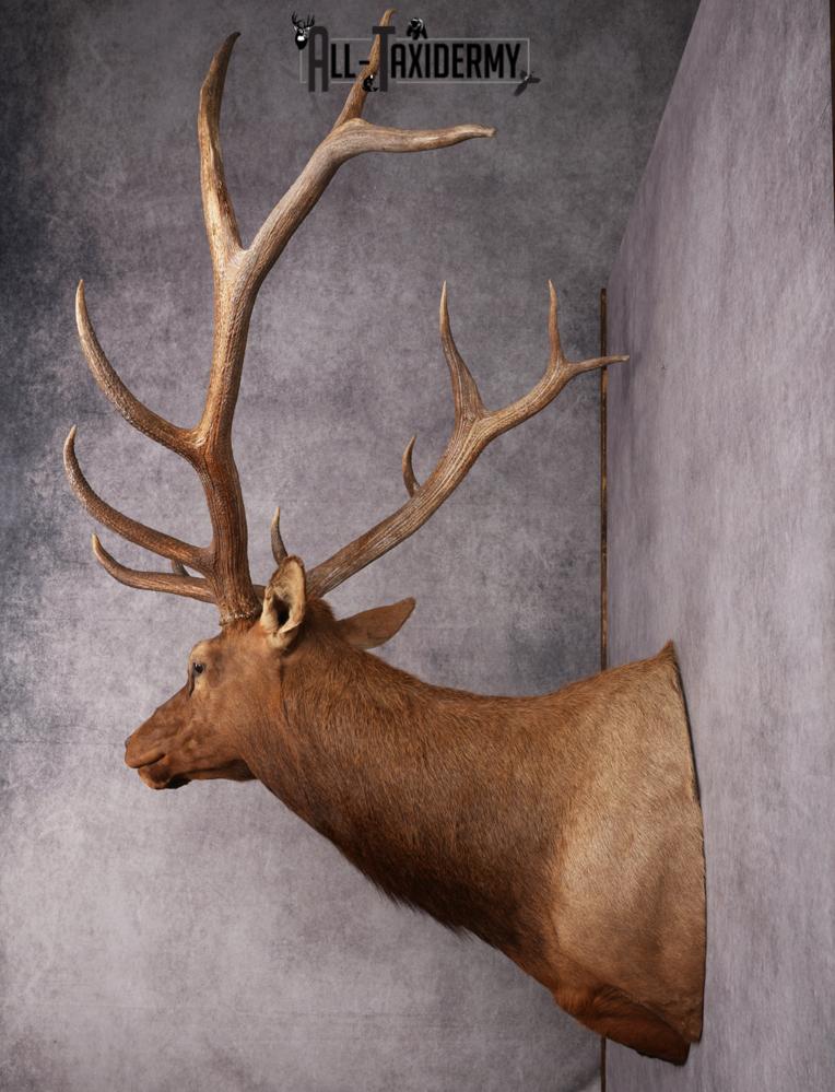 Rocky Mountain Elk Taxidermy Shoulder Mount SKU 2685 - Image 3