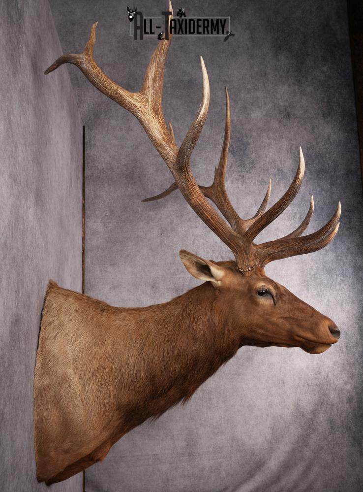 Rocky Mountain Elk Taxidermy Shoulder Mount SKU 2685 - Image 2