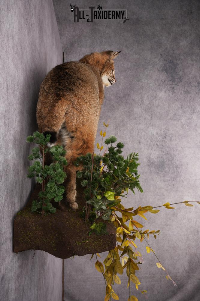 Bobcat Taxidermy Mount SKU 2620 - Image 4