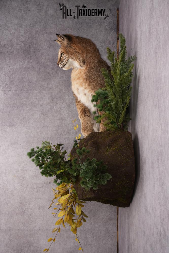 Bobcat Taxidermy
