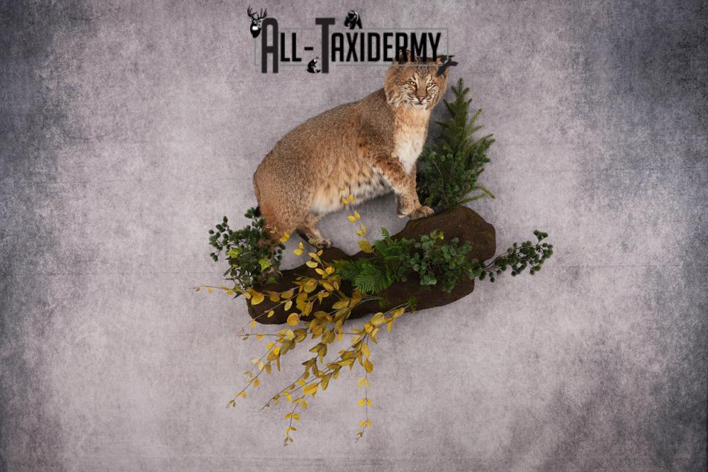 Bobcat Taxidermy Mount SKU 2620