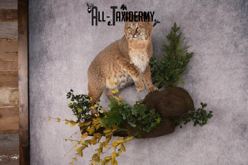 Bobcat Taxidermy Mount SKU 2620 - Image 5