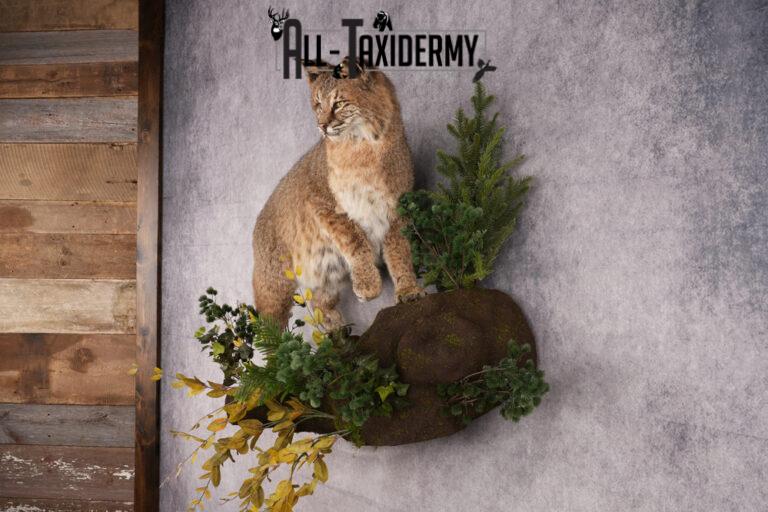 Bobcat Taxidermy Mount SKU 2620 - All Taxidermy
