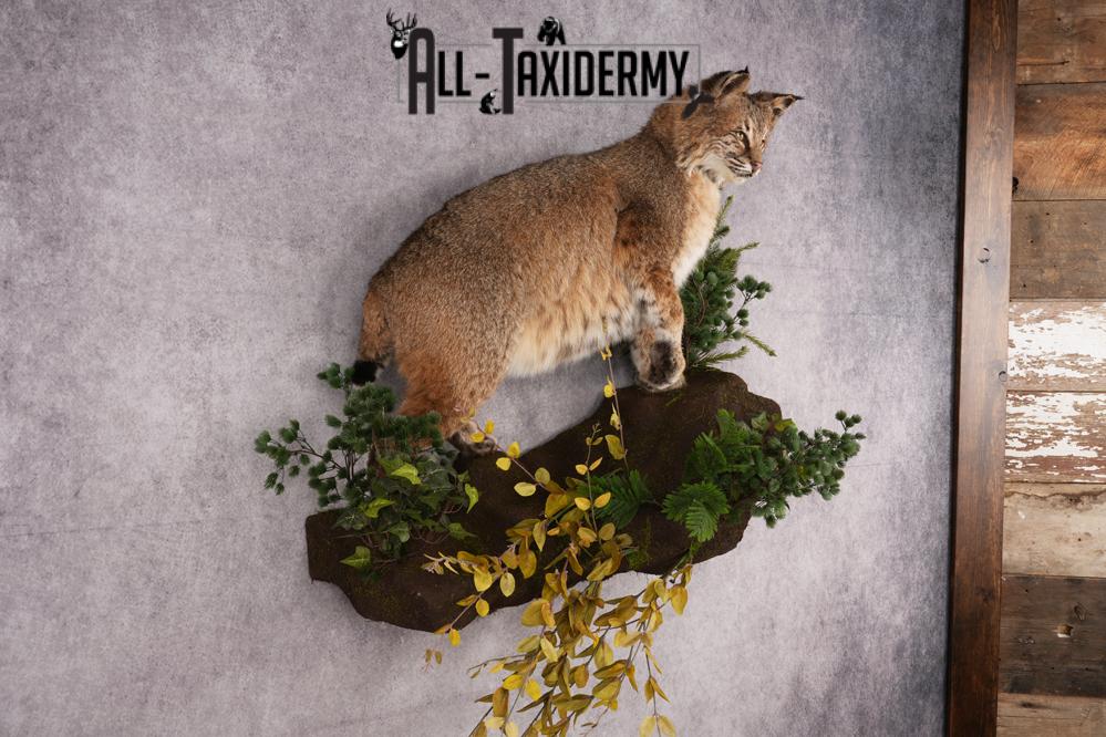 Bobcat Taxidermy Mount SKU 2620 - Image 2