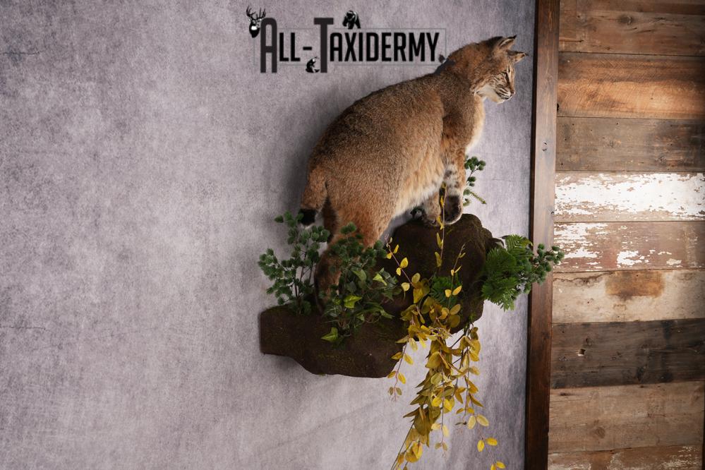Bobcat Taxidermy Mount SKU 2620 - Image 3