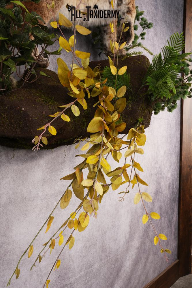 Bobcat Taxidermy Mount SKU 2620 - Image 14