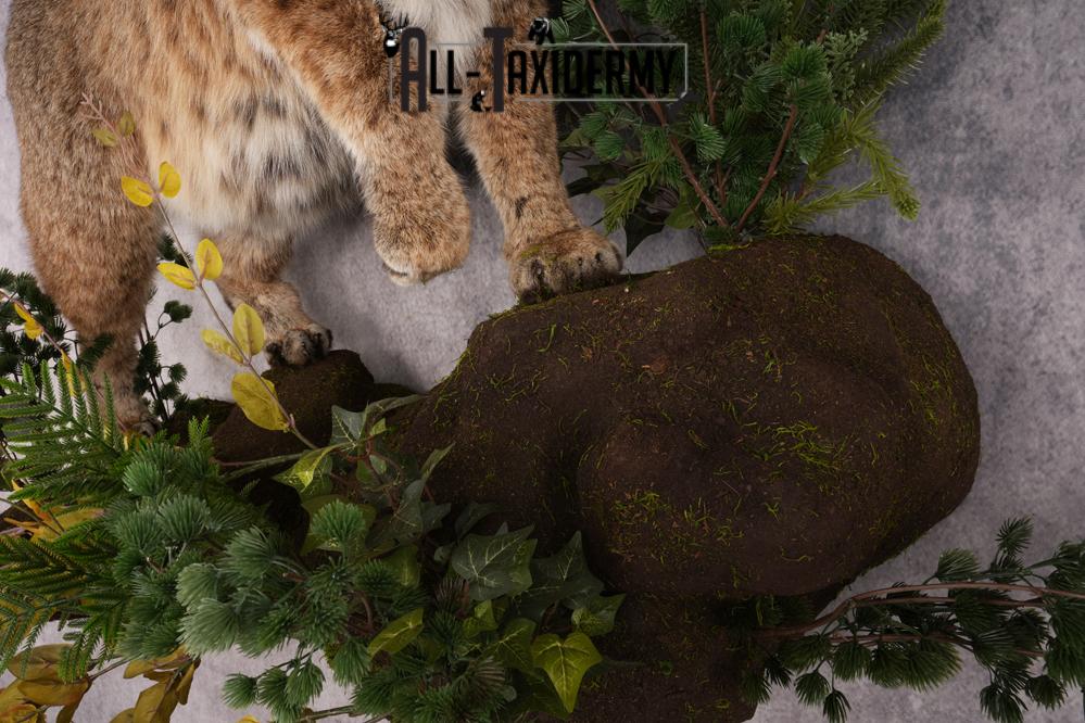 Bobcat Taxidermy Mount SKU 2620 - Image 13