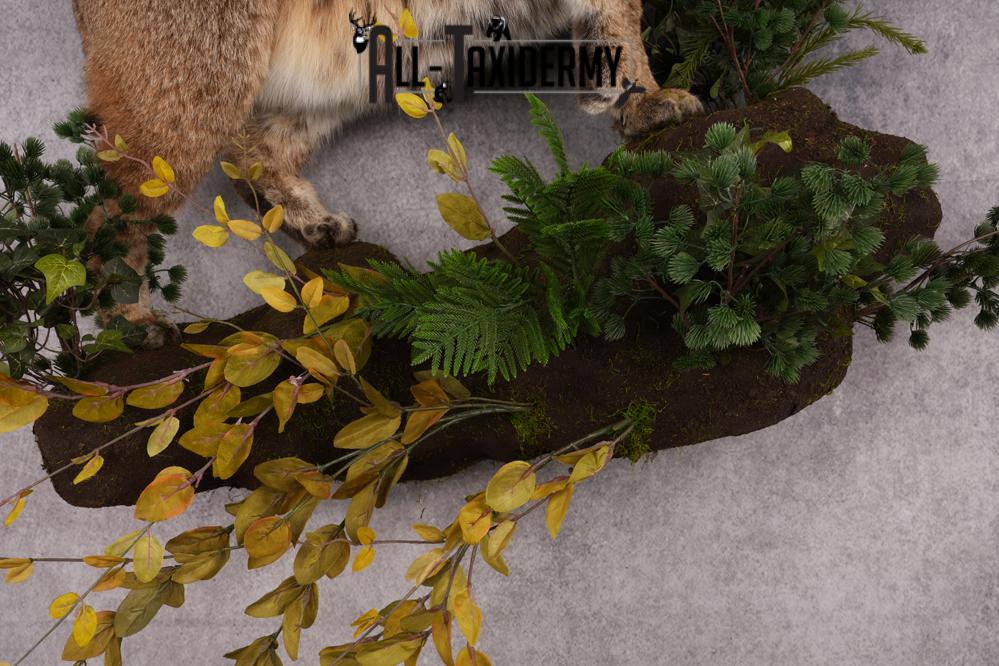 Bobcat Taxidermy Mount SKU 2620 - Image 12