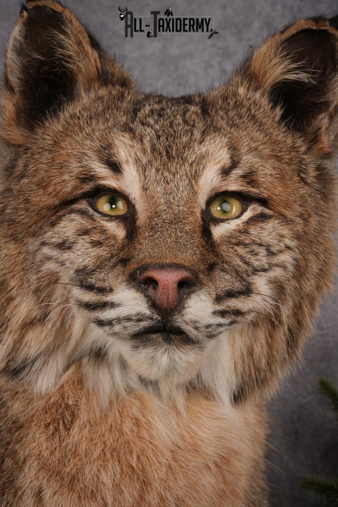 Bobcat Taxidermy Mount SKU 2620 - Image 11