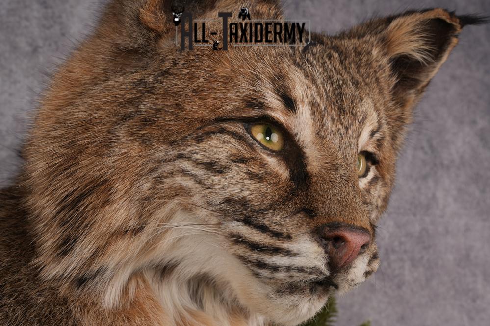 Bobcat Taxidermy Mount SKU 2620 - Image 10