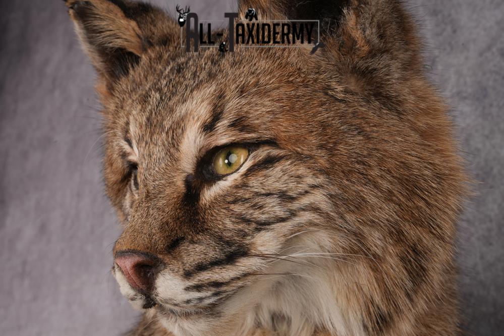 Bobcat Taxidermy Mount SKU 2620 - Image 9