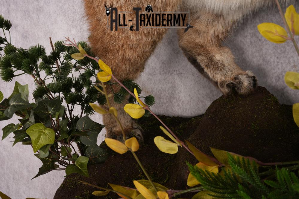 Bobcat Taxidermy Mount SKU 2620 - Image 8