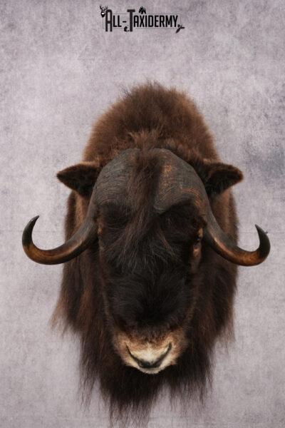 Musk Ox