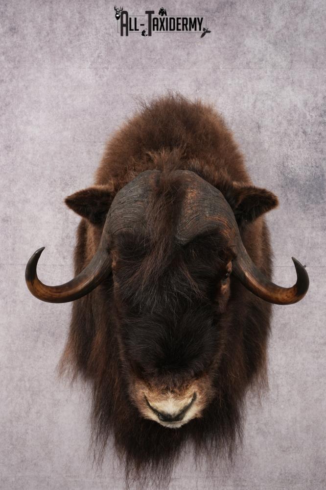 Musk Ox