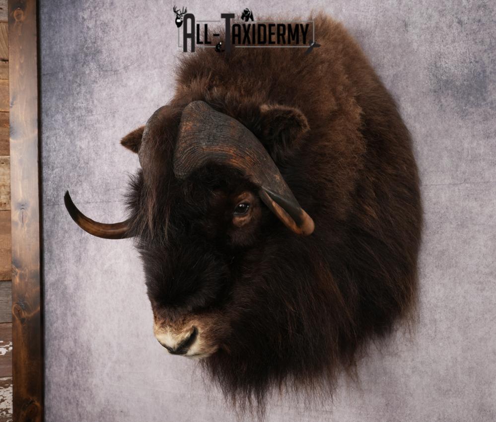 Muskox Taxidermy Shoulder Mount SKU 2655 - Image 10