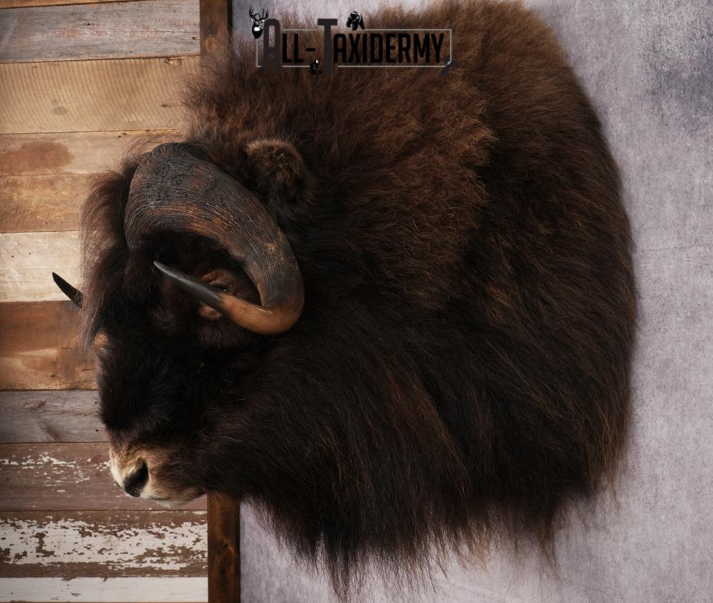 Muskox Taxidermy Shoulder Mount SKU 2655 - Image 9