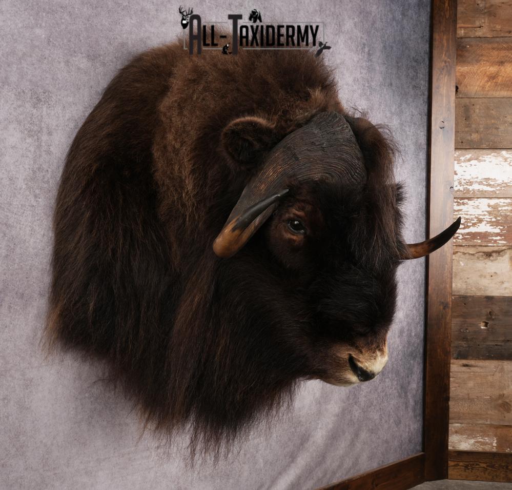 Muskox Taxidermy Shoulder Mount SKU 2655 - Image 8
