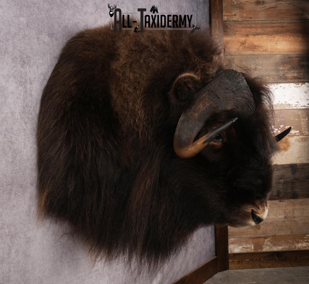 Muskox Taxidermy Shoulder Mount SKU 2655 - Image 7