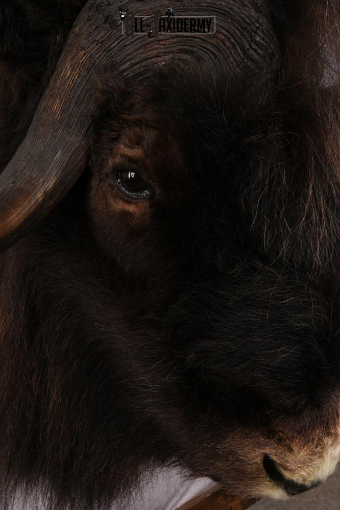 Muskox Taxidermy Shoulder Mount SKU 2655 - Image 6