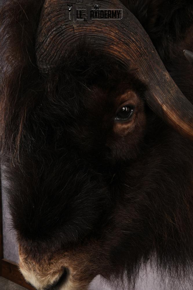 Muskox Taxidermy Shoulder Mount SKU 2655 - Image 5