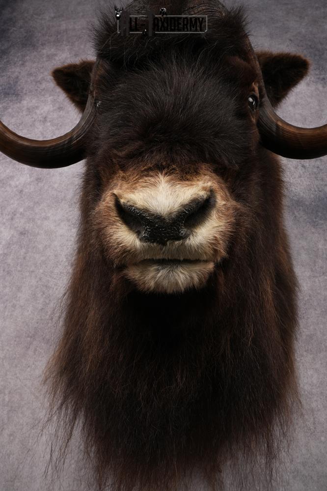 Muskox Taxidermy Shoulder Mount SKU 2655 - Image 4