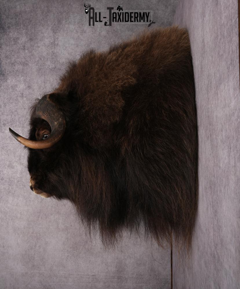 Muskox Taxidermy Shoulder Mount SKU 2655 - Image 3