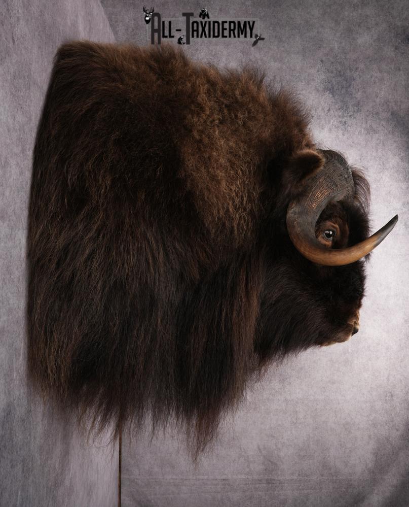 Muskox Taxidermy Shoulder Mount SKU 2655 - Image 2