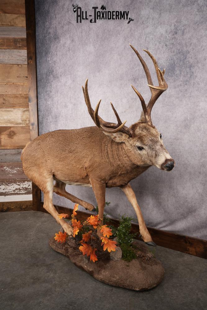 Full Body Whitetail Deer Taxidermy Mount SKU 2654 - Image 13