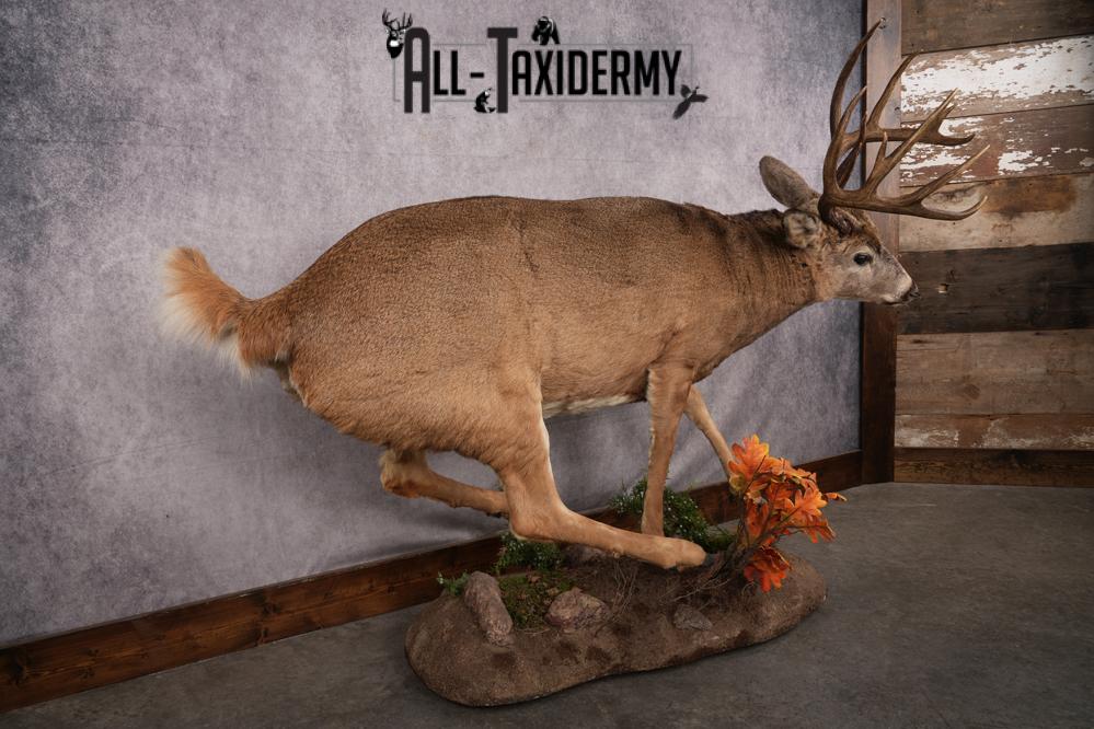 Full Body Whitetail Deer Taxidermy Mount SKU 2654 - Image 11