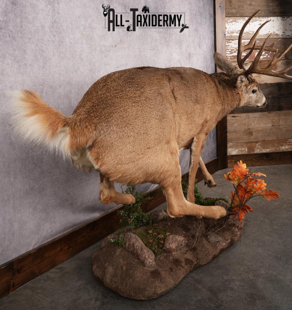 Full Body Whitetail Deer Taxidermy Mount SKU 2654 - Image 10
