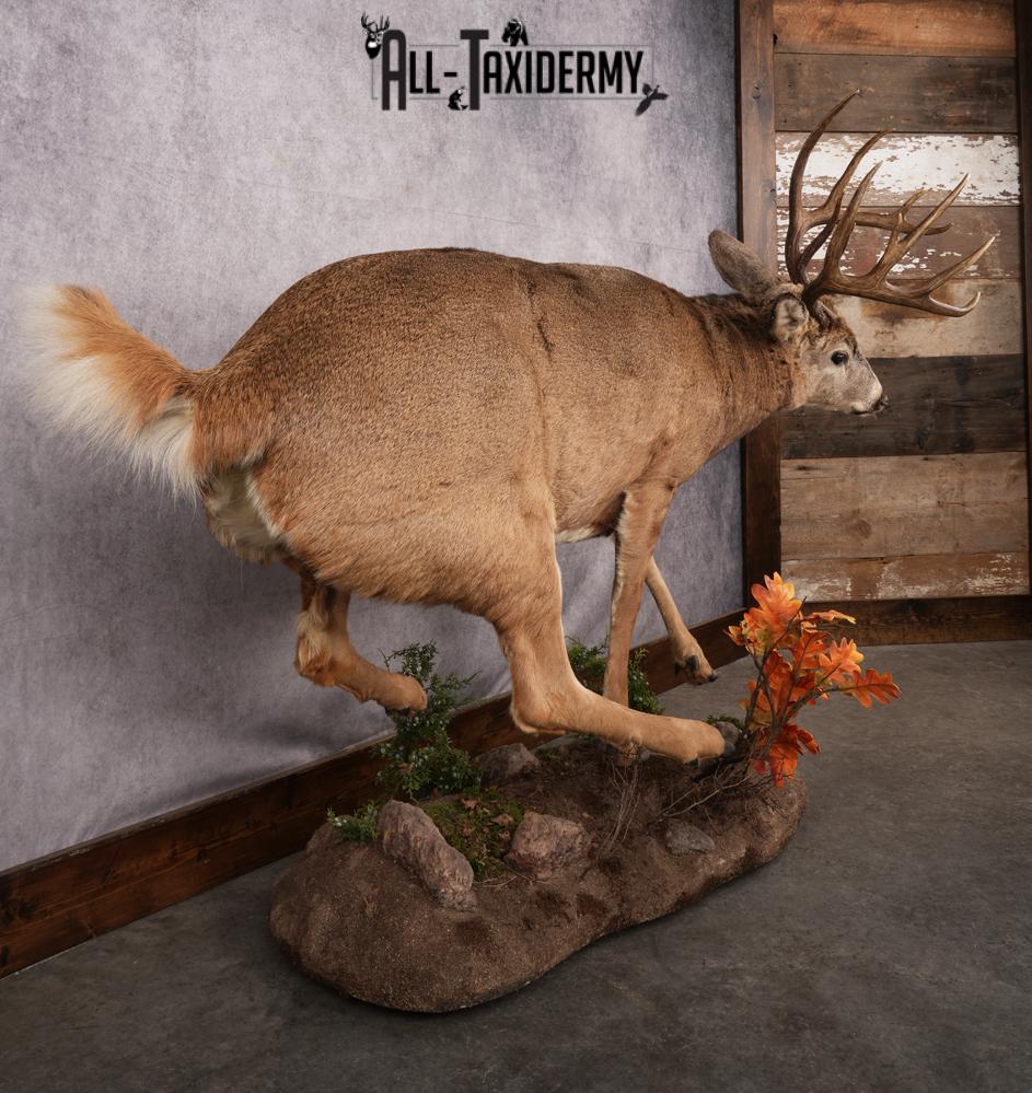 Full Body Whitetail Deer Taxidermy Mount SKU 2654 - Image 9