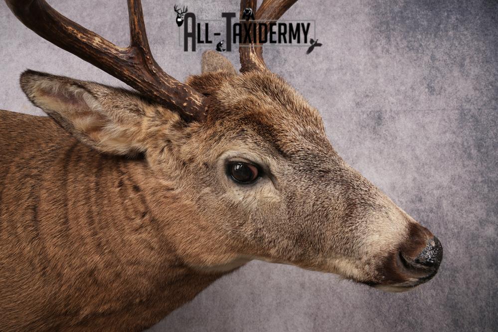 Full Body Whitetail Deer Taxidermy Mount SKU 2654 - Image 8