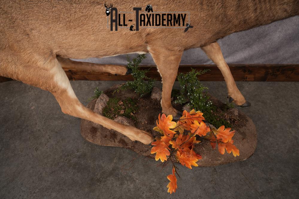 Full Body Whitetail Deer Taxidermy Mount SKU 2654 - Image 7