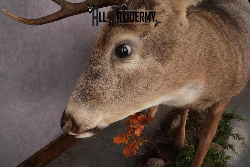 Full Body Whitetail Deer Taxidermy Mount SKU 2654 - Image 6