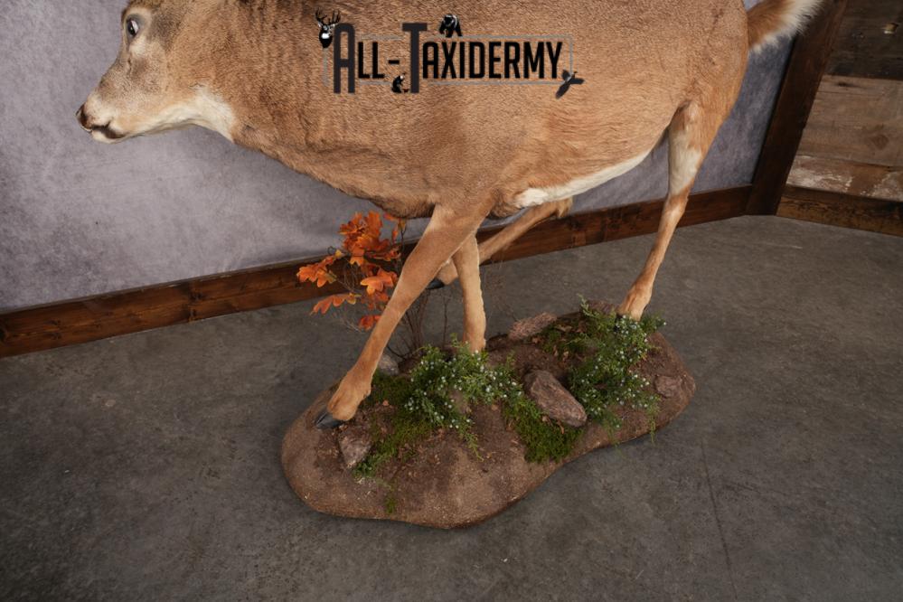 Full Body Whitetail Deer Taxidermy Mount SKU 2654 - Image 5