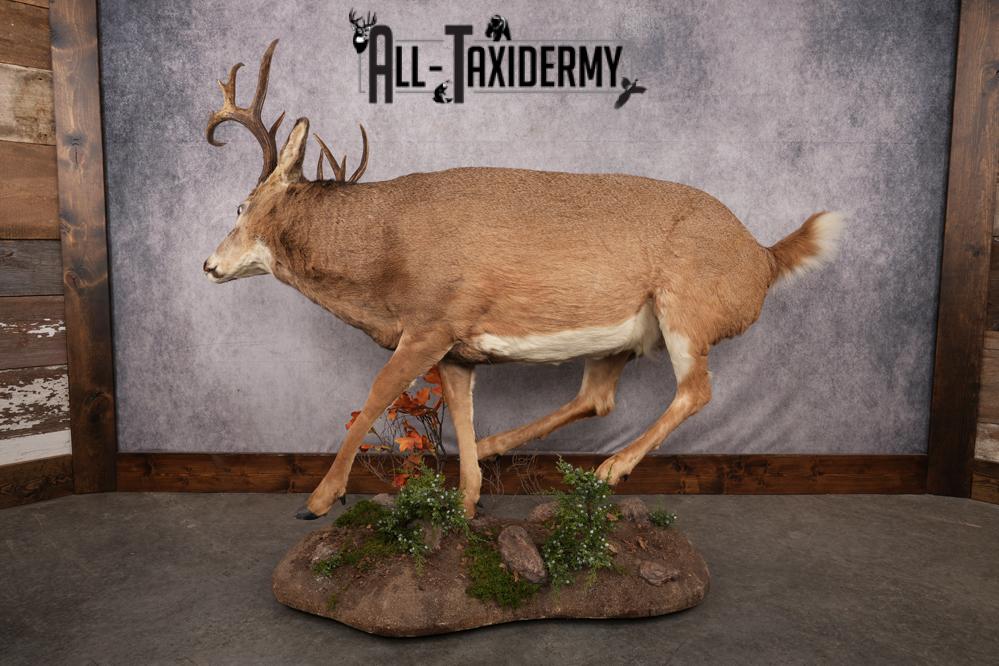 Full Body Whitetail Deer Taxidermy Mount SKU 2654 - Image 4
