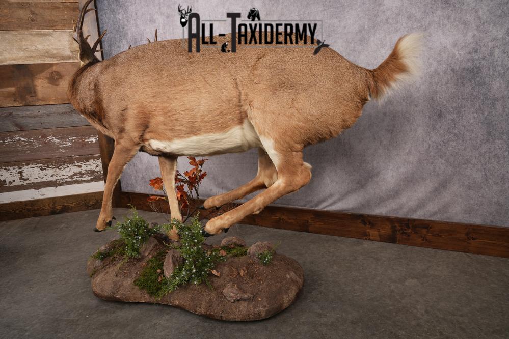Full Body Whitetail Deer Taxidermy Mount SKU 2654 - Image 3