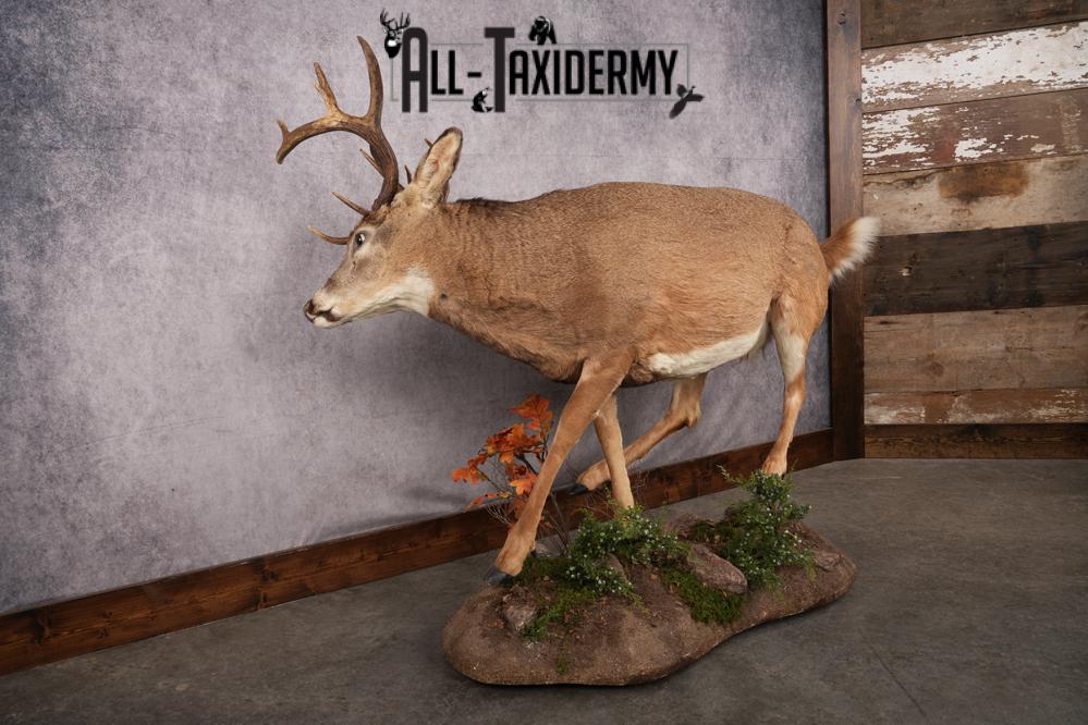 Full Body Whitetail Deer Taxidermy Mount SKU 2654 - Image 2