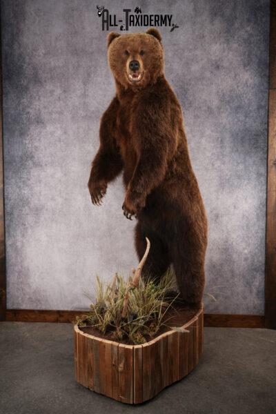 Russian Brown Bear Taxidermy mount SKU 2619