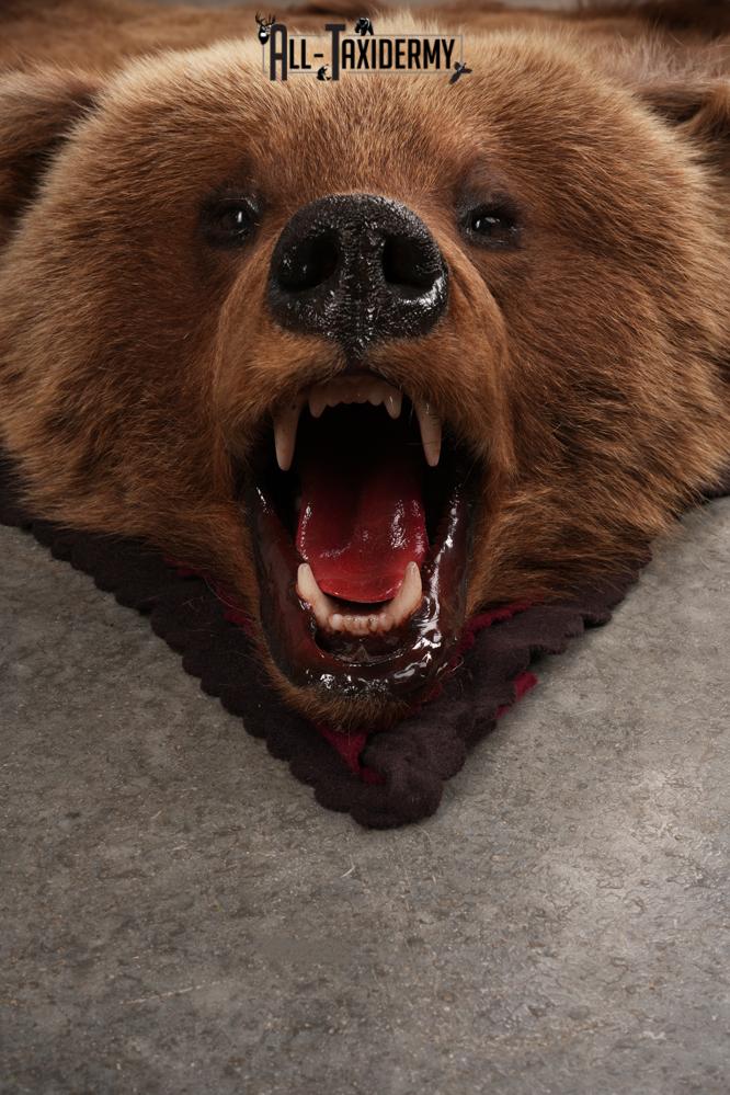 Grizzly Bear Rug SKU 2656 - Image 10