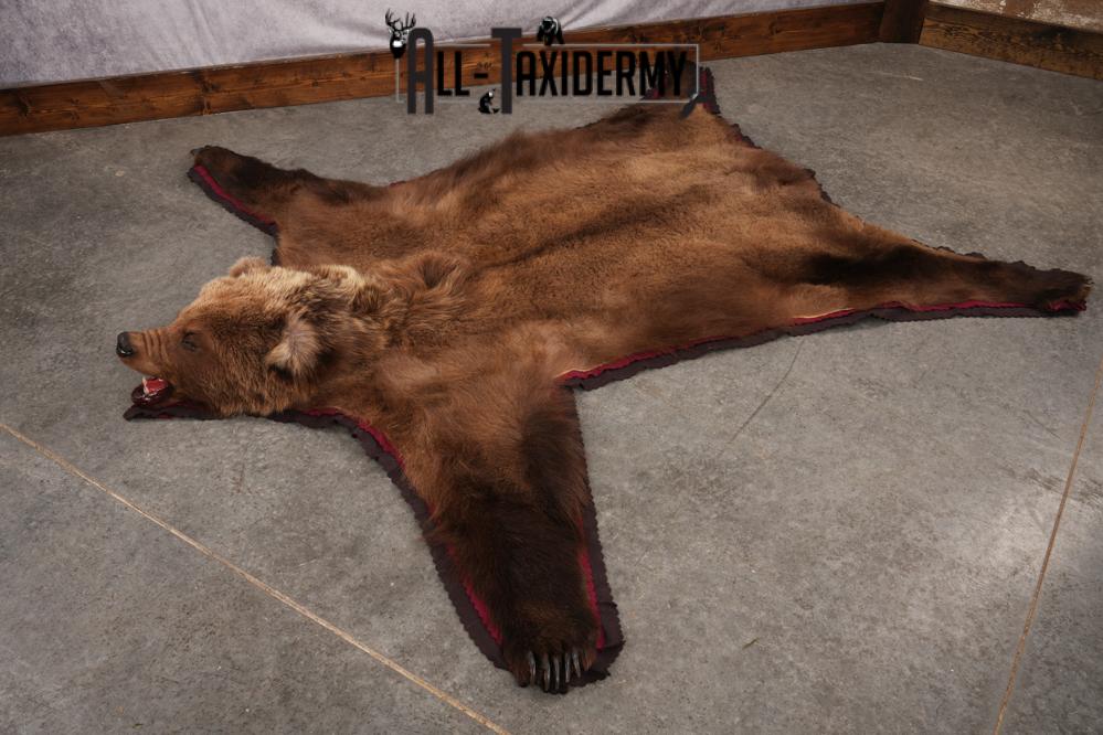 Grizzly Bear Rug SKU 2656 - Image 9