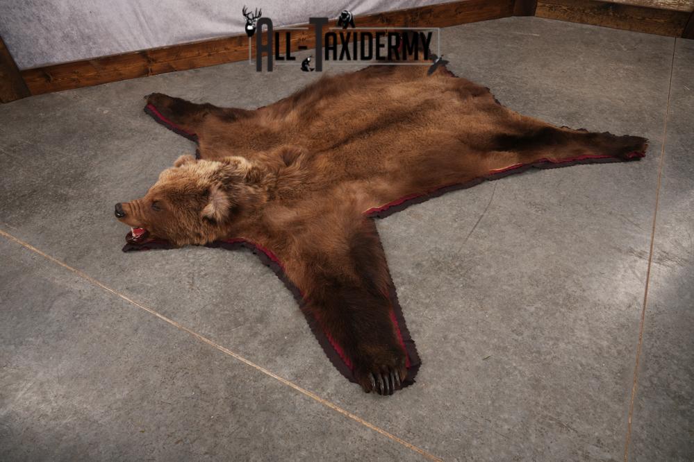 Grizzly Bear Rug SKU 2656 - Image 6