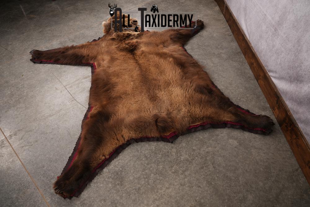 Grizzly Bear Rug SKU 2656 - Image 5