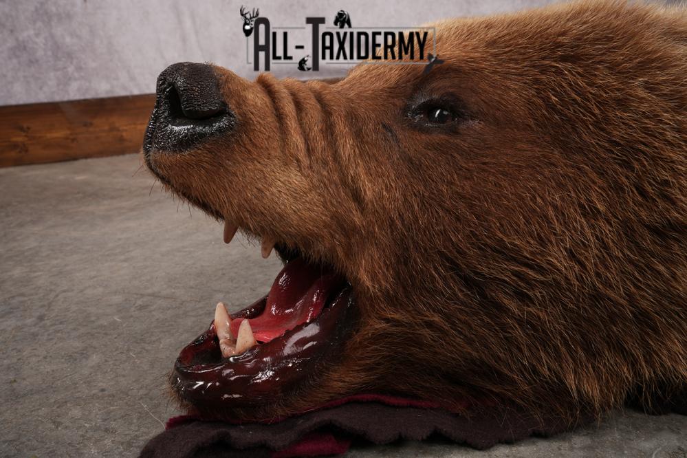 Grizzly Bear Rug SKU 2656 - Image 3