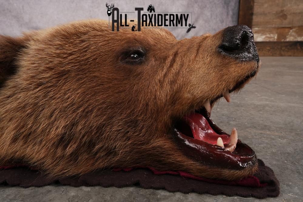Grizzly Bear Rug SKU 2656 - Image 2
